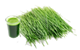 Wheatgrass